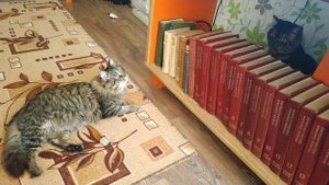 сибирский лесной кот