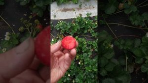 Сорт клубники Сладкая Анна