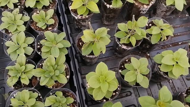 ДЕНЬ 4-ЫЙ😌БОЛТАЛКА О ВЕГЕТАТИВНОЙ ПЕТУНИИ😘РАБОТА С РАССАДОЙ КИПИТ 🌱👌 смотреть онлайн