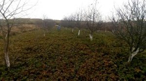 Бизнес на вишневом саде