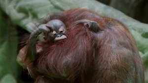 «Лесные люди» из Индонезии