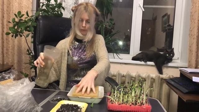 Выращиваем микрозелень для себя и кота.