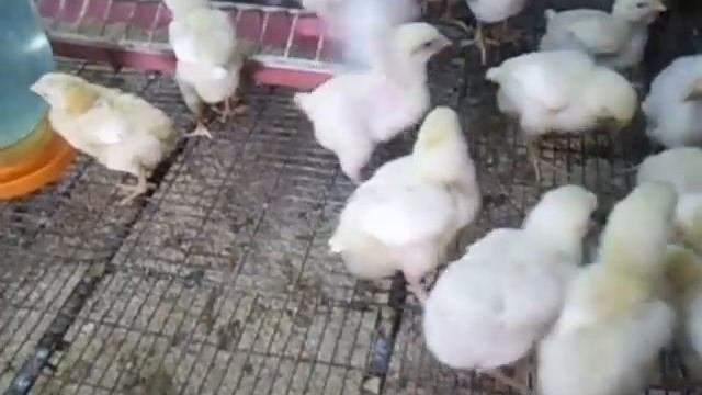 Выращивание бройлеров в домашних условиях часть2