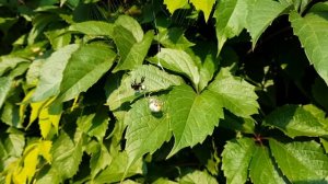 Крестовик мраморный vs Шмель