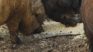 РАЗВОДИМ УНИКАЛЬНУЮ ПОРОДУ СВИНЕЙ МАНГАЛИЦА! ПОЛЬЗА И ЦЕННЕЙШИЕ КАЧЕСТВА!