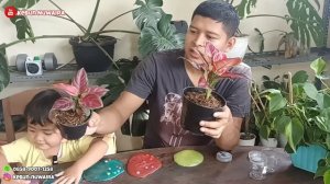 AGLAONEMA BLACK MAROON | AGLONEMA JENIS BARU | HARGA AGLONEMA BLACK MAROON