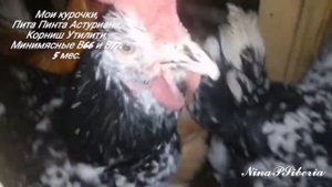 Мои птичульки, куры мясояичных пород Пита Пинта Астуриана, Корниш Утилити, Минимясные В66 и В77