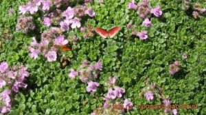 Тимьян ранний Минор (thymus praecox minor) ? тимьян Минор обзор: как сажать рассада тимьяна Минор