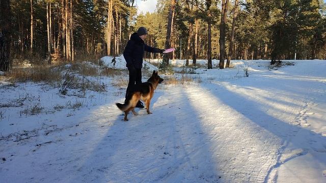 Зимняя прогулка в лесу с немецкой овчаркой без поводка | Прогулка с собакой смотреть онлайн