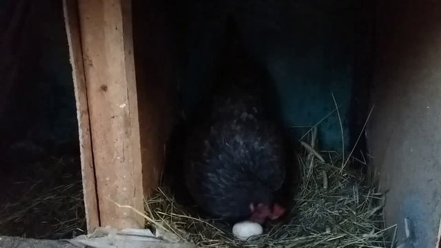 Курочка, которая несёт голубые яйца