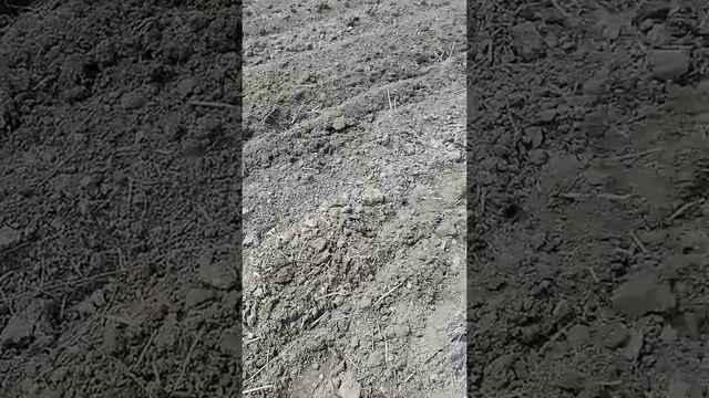 Расада арбуза "на суходоое", топ ган, продюсер. смотреть онлайн