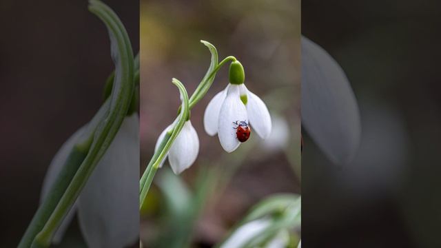 Timeless Space Music for relax/ Музыка для сна медитации и борьбы со стрессом relaxing chillout смотреть онлайн