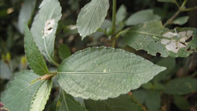 馬藍.(Strobilanthes ) смотреть онлайн