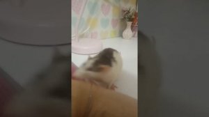 Крыса хрюкает и хрипит