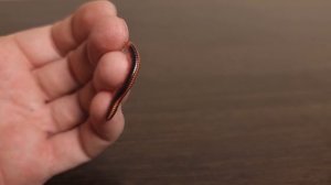 Террариум для древних животных. Наши новые питомцы – многоножки кивсяки.