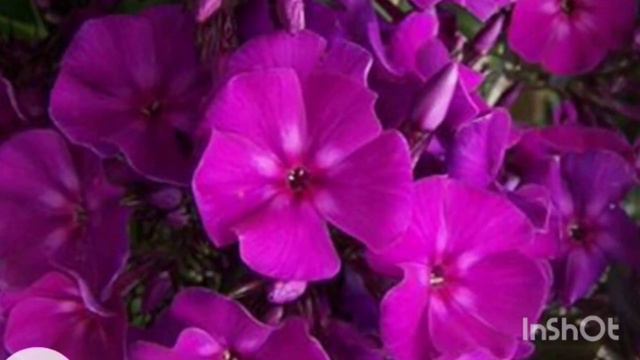 Top 20+ phlox flowers 🌼🌼🌼🌼