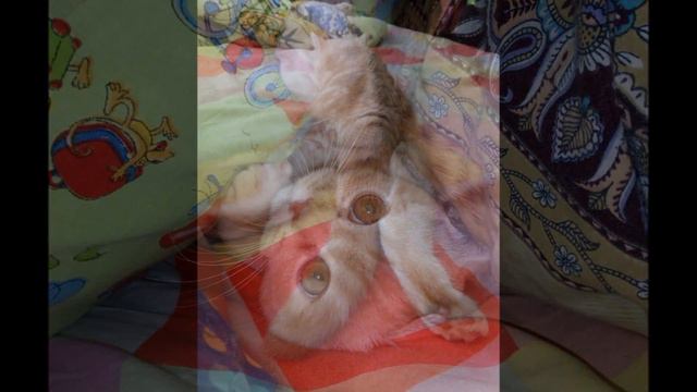 Милый британский котёнок, год за пару минут / Cute cat Runno, a year in two minutes смотреть онлайн