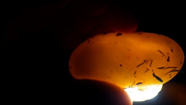 ОТНИМАЮ ЯЙЦА У КОРОЛЕВСКОЙ КОБРЫ. Просвечиваем кладку. Что внутри? смотреть онлайн