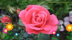 Роза флорибунда Белла роза. Краткий обзор, описание характеристик, где купить саженцы Bella Rosa