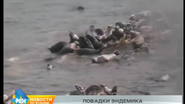 Байкальскую нерпу будут изучать с помощью радиомаяков