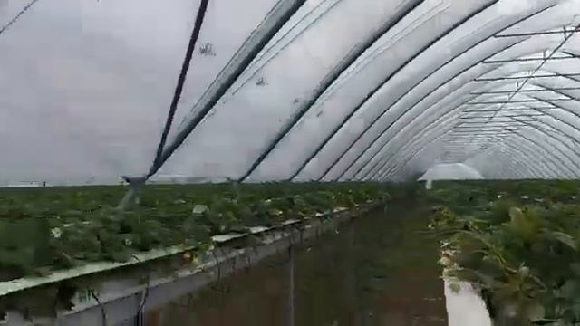 Многопролетный ягодный туннель 9м обзор 1