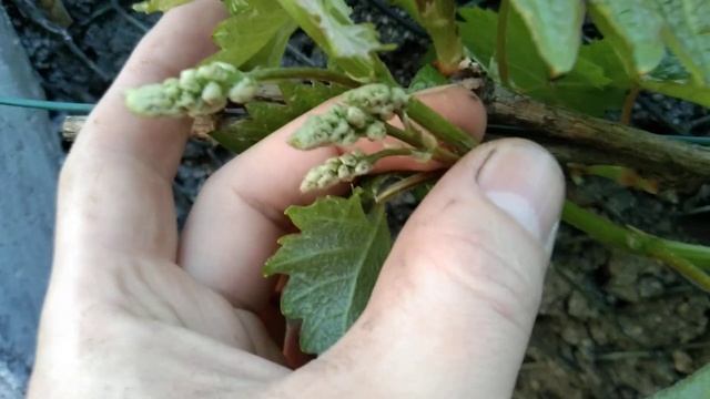 Виноград Атос, опережает все кусты на участке. Сверхранний гибрид. смотреть онлайн