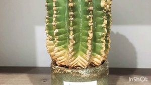 Эхинопсис Острогранный. ? кактус.