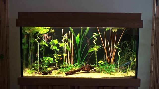 Пресноводное оформление с живыми растениями смотреть онлайн