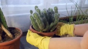 Обрезка кактуса и уход за цветами