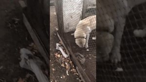 Алабай таджикский 👍🏽