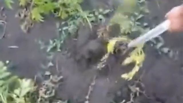 Недостатки при посадке картофеля по обычной технологии смотреть онлайн