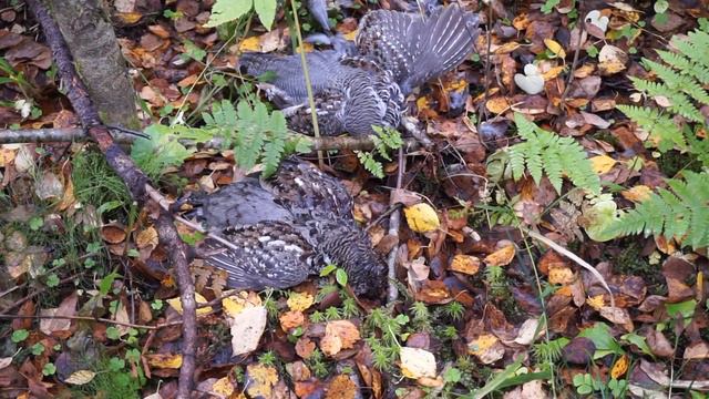 Охота на боровую дичь. Старинный промысловый путь через зимник. смотреть онлайн