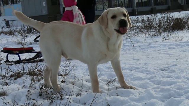 Пекинес Ника и ретривер. смотреть онлайн