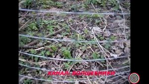 Помощь Кур, Уток, Индюков, Цесарок, Гусей в Борьбе с Сорняками ч1