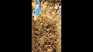 Картофелекопатель транспортерный 4U 1