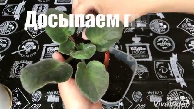 Пересадка Фиалки. Фитильный полив