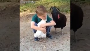 Мальчик обнимает курицу, петух ревнует