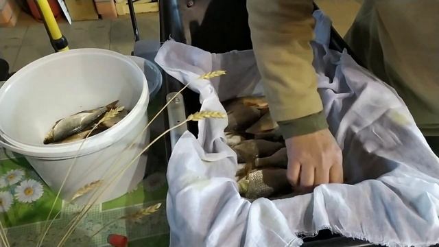Самый вкусный сухой посол сороги, плотвы