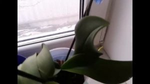 Глюкоза для Орхидеи. Подкормка  орхидеи сахарным сиропом