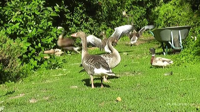 Дикие утки и гуси смотреть онлайн