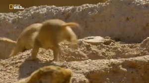 Nat-Geo_Wild Пустынное море.Земля гигантов