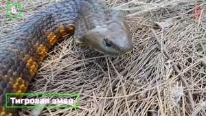 10 Самых опасных ЗМЕЙ в мире, от их яда не спасает даже противоядие!