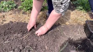 В Татарстане жара высаживаю рассаду лука  репчатого Эксибишен 3 мая 2023 год