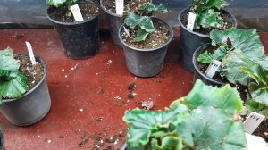 Как подросли и  укоренились черенки бегонии элатиор,солении. Новые черенки ампельных бегоний!