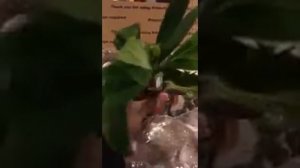 Plant unboxing