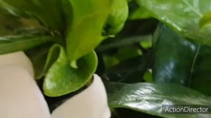 ГАРДЕНИЯ ЖАСМИНОВИДНАЯ.mp4