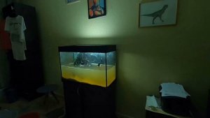 ЗАПУСК АКВАРИУМА 150 л /Змееголов в аквариуме! Запуск Травника, аквариум с растениям!!!!!