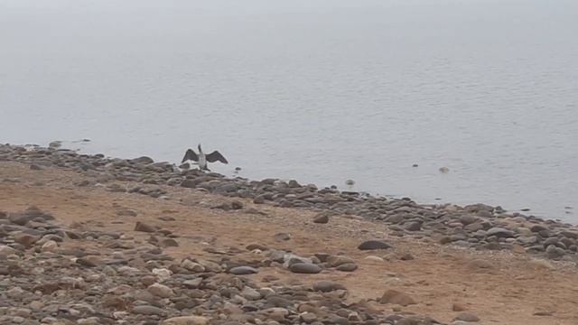 Ейск. Утка сушит крылья. смотреть онлайн