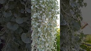 Дихондра Серебристый водопад