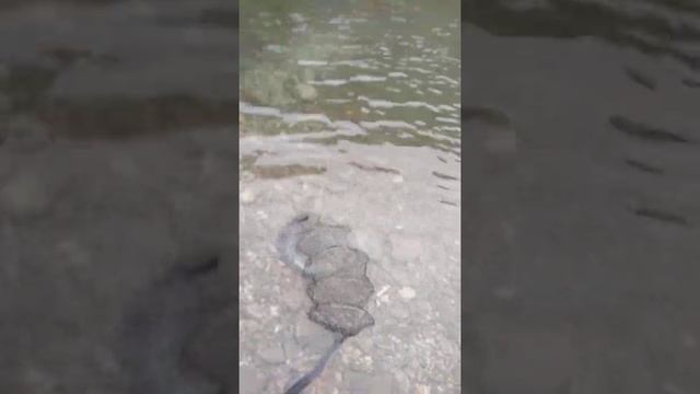 Рыбалка на форель. смотреть онлайн